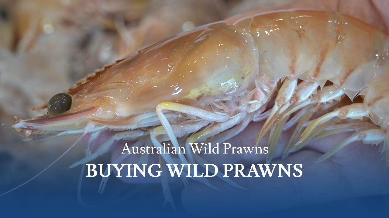 Screensot 1 of Australian Wild Prawns: Buying Wild Prawns online course 