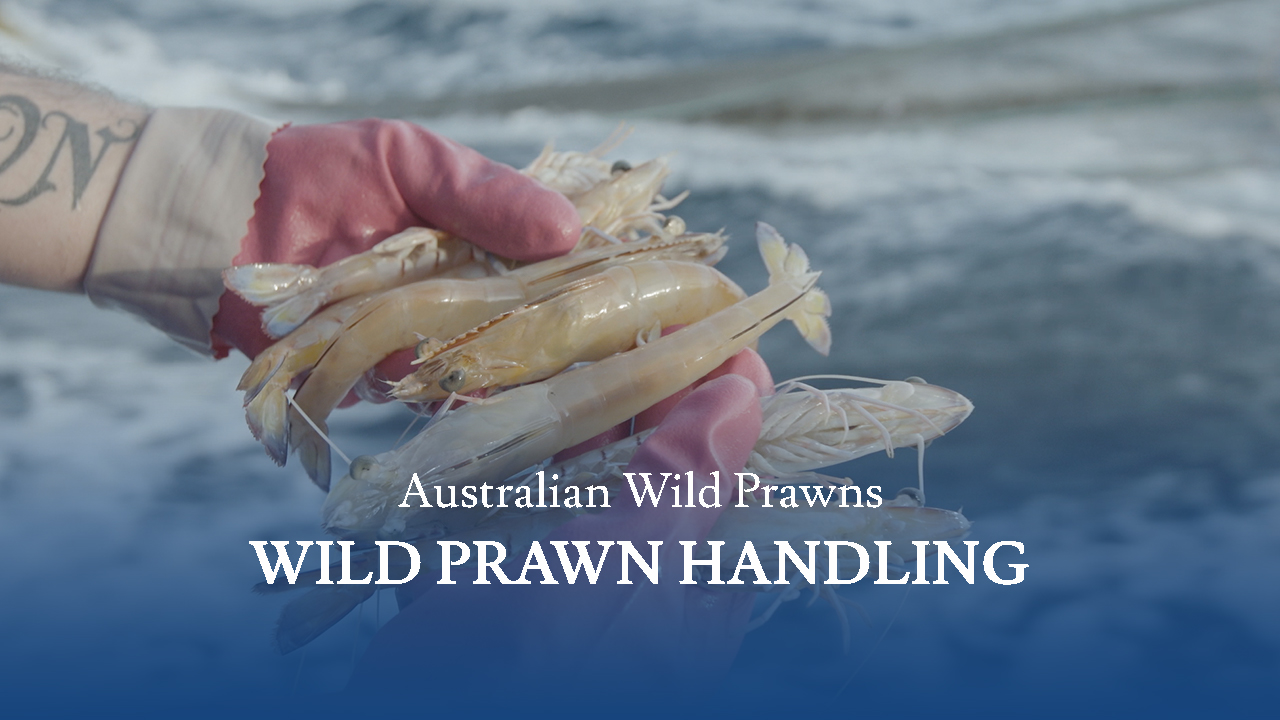 Screensot 1 of Australian Wild Prawns: Handling Australian Wild Prawns online course 