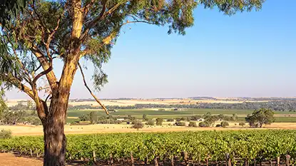 Wine Australia: Barossa