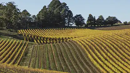Wine Australia: Adelaide Hills