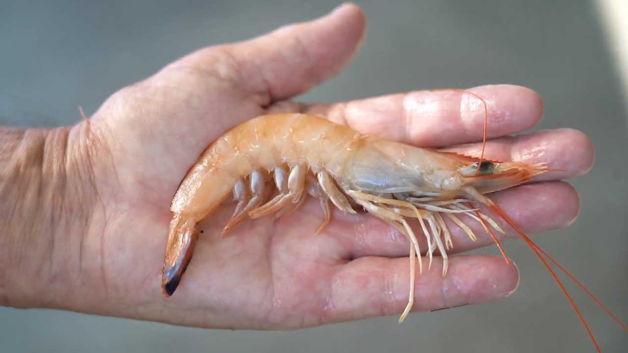 Screensot 1 of Australian Wild Prawns: Endeavour Prawns online course 