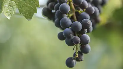 Wine Australia: Introduction to Wine