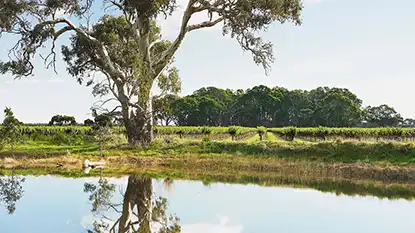 Wine Australia: Langhorne Creek