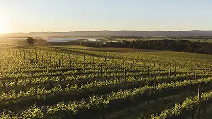 Wine Australia: Yarra Valley